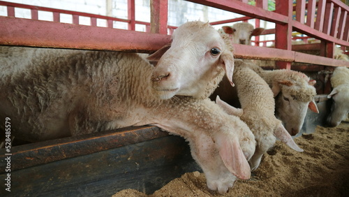 The atmosphere of a sheep farm in Malang Regency, Indonesia