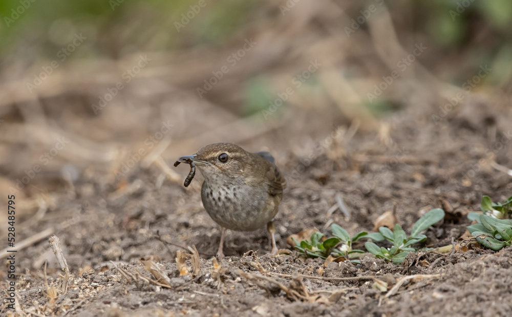 Fototapeta premium Baikal Bush Warbler on the ground (Animal portrait)