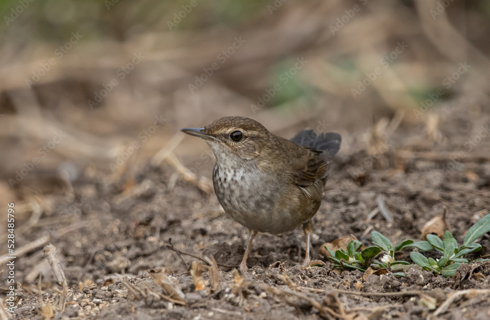 Baikal Bush Warbler on the ground (Animal portrait) Baikal Bush Warbler on the ground (Animal portrait)