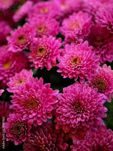 pink chrysanthemum flowers  close up photo of flowers