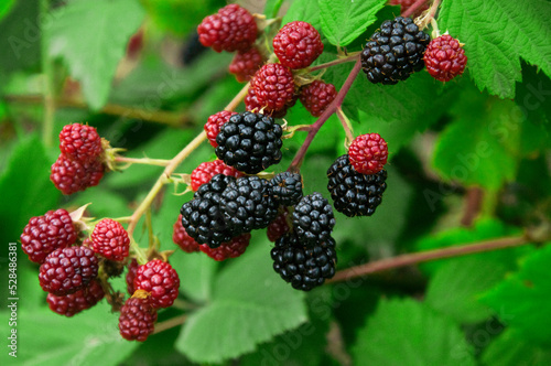 ripe blackberries in the garden. dark sweet berries in the forest. the concept of growing blackberries. raspberry cumberland on a plantation
