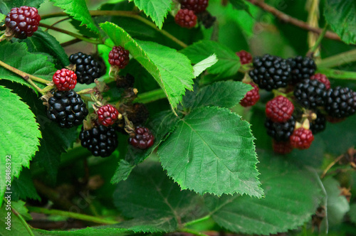 ripe blackberries in the garden. dark sweet berries in the forest. the concept of growing blackberries. raspberry cumberland on a plantation