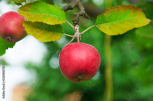 ripe apples on the tree. juicy fruits in the garden. sweet apples on the background of the garden. fruit growing concept
