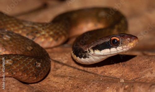 snake resting on a leaf; brown snake on a leaf; snake on a leaf; poisonous snake; snake flicking its tongue; Rhabdophis ceylonensis from Sri Lanka