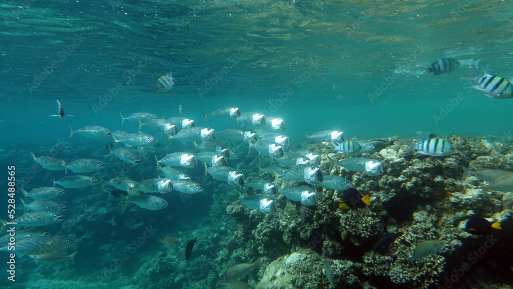 Fish are a type of bony fish Osteichthyes. Mackerel South