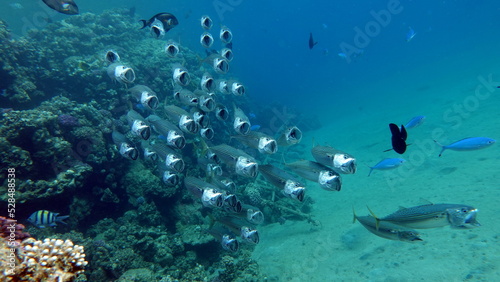 Fish are a type of bony fish Osteichthyes. Mackerel (Scombridae). South Asian mackerel. © Vitalii6447