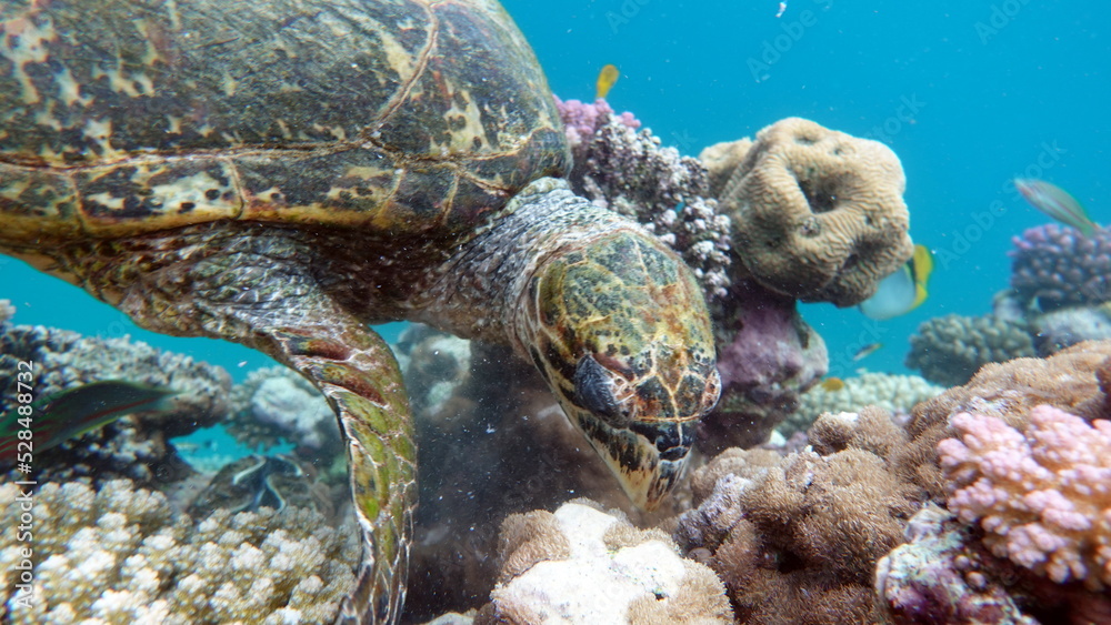 Hawksbill sea turtle (CR species) Hawksbill Turtle - Eretmochelys imbricata. Hawksbill sea turtle (CR species) Hawksbill Turtle - Eretmochelys imbricata.