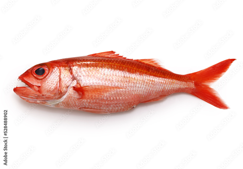 deep water red snapper, hachijou akamutsu deep water red snapper, hachijou akamutsu