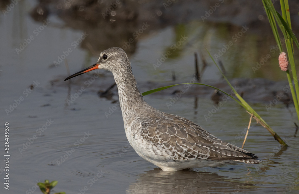 Common Redshank looking for food in the water. Common Redshank looking for food in the water.