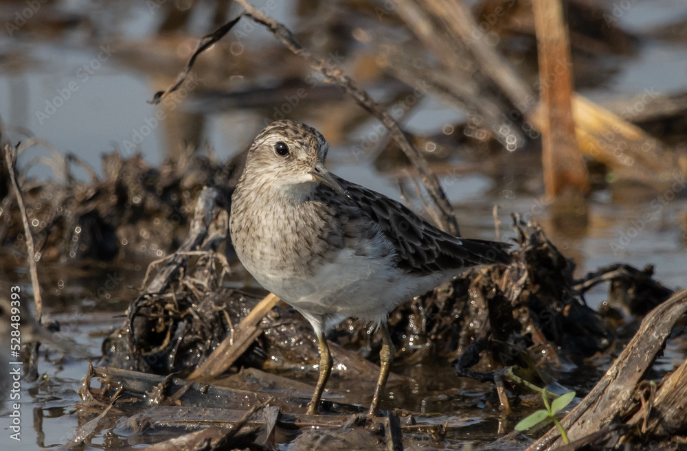 Long-toed Stint looking for food in the water. Long-toed Stint looking for food in the water.