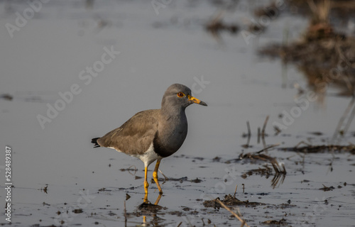 Grey-headed Lapwing looking for food in the water.