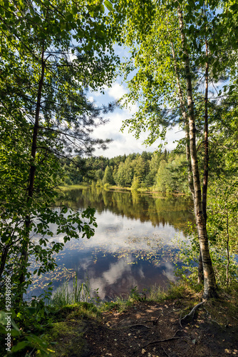 Beautiful summer landscape with a view of the forest lake and Russian birches.