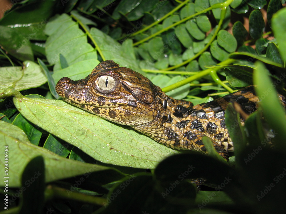 Naklejka premium Jacarezinho