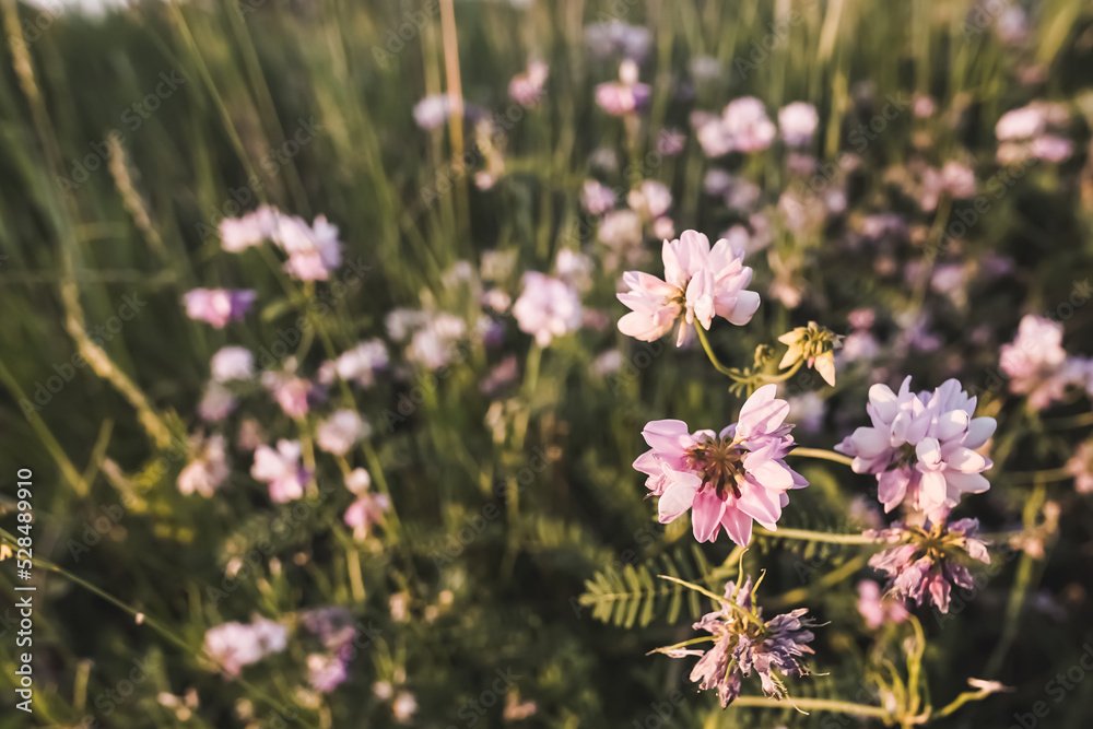 Summer wildflowers with pink petals in the evening light in the foreground macro