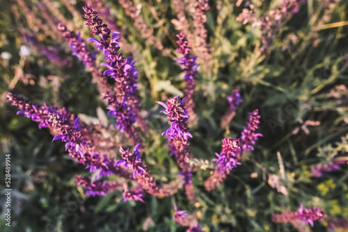 Bright tall wild purple flowers with lilac petals in the foreground