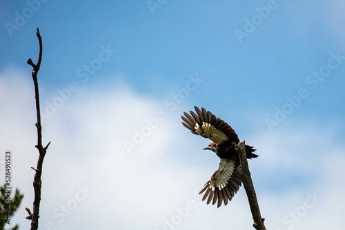 Pileated Woodpecker (Dryocopus pileatus) flying off a branch photo