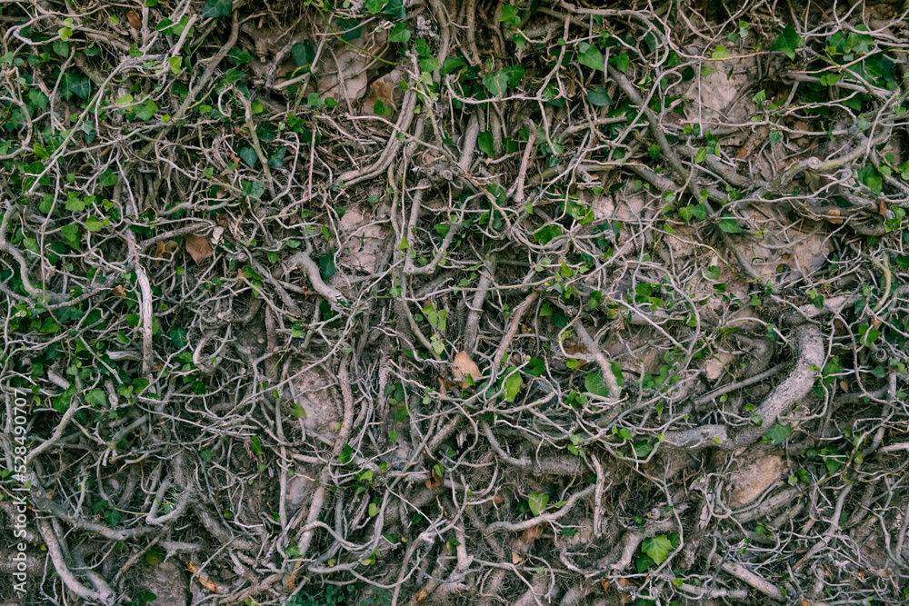 Wall of leaves and roots of a tree. Leafy background. Flora of Spain. Wall of leaves and roots of a tree. Leafy background. Flora of Spain.