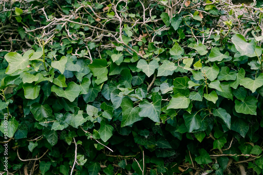 Wall of leaves and roots of a tree. Leafy background. Flora of Spain. Wall of leaves and roots of a tree. Leafy background. Flora of Spain.