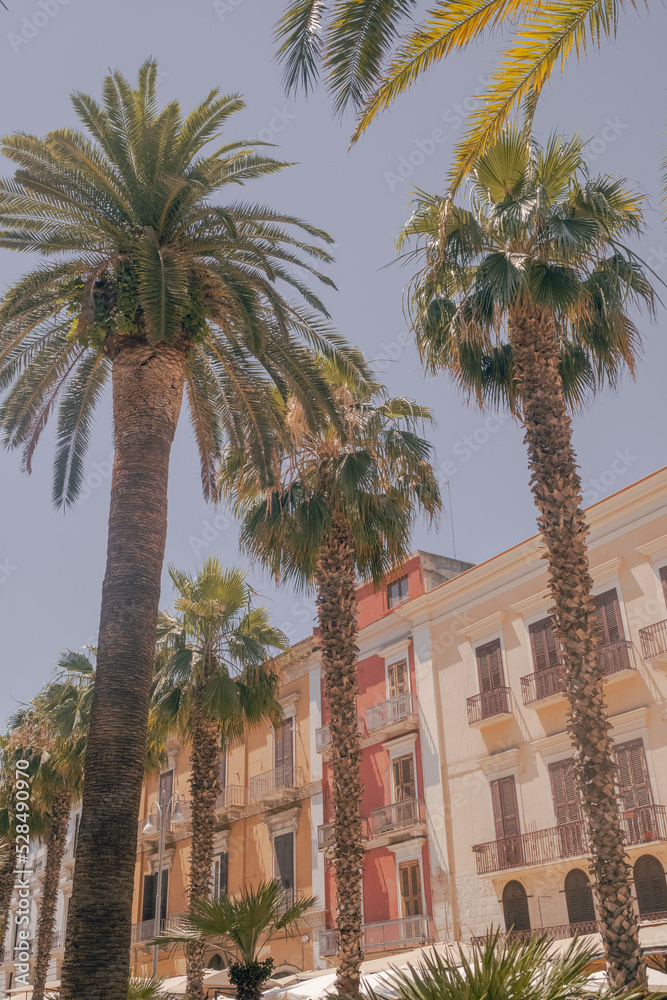Fototapeta premium Palm trees in street
