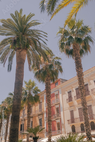 Palm trees in street © suzanneemilyoconnor