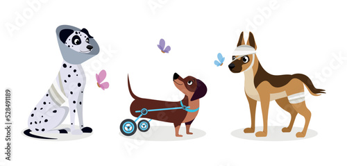 Vector illustration of cute and beautiful wounded dogs on white background. Charming characters in different poses rewound a dalmatian and shepherd dog without legs on a wheelchair in cartoon style.