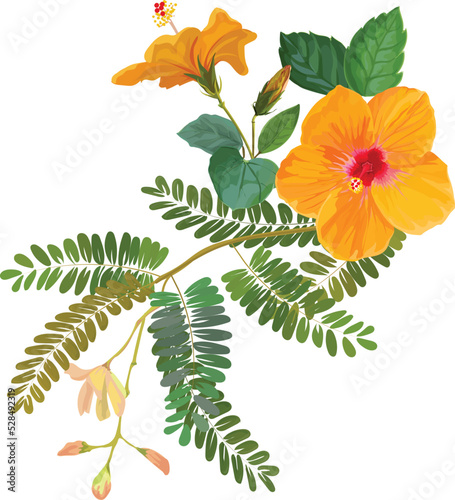 hibiscus and tamarins leaves 