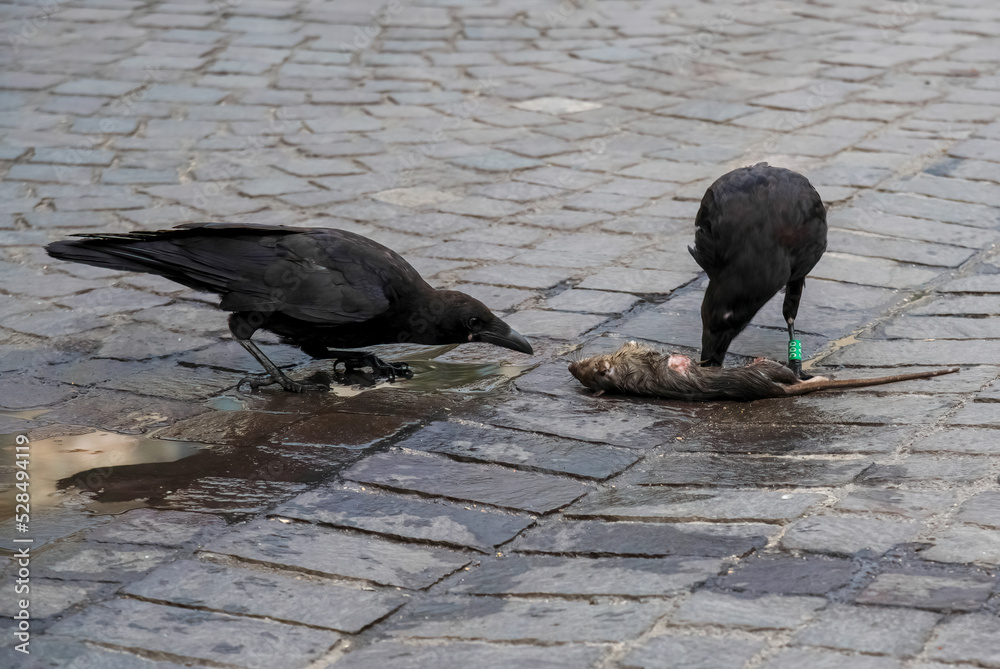 two crows eating a dead rat n the streets of Paris
