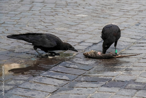Obraz na płótnie two crows eating a dead rat n the streets of Paris w salonie