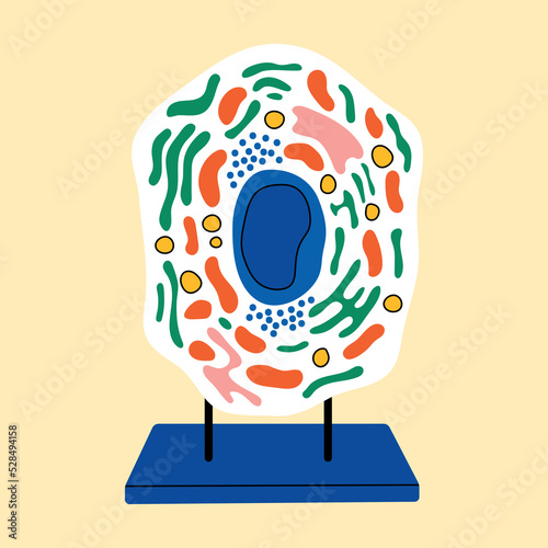 Human cell anatomy in flat vector line style. Cartoon abstract model, nucleus, cytoplasm, mitochondrion, membrane, ribosomes, Golgi apparatus, ribosomes. Biology, laboratory, microorganism, medicine.