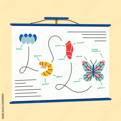 Poster showing butterfly metamorphosis for schoolchildren, students, in simple flat vector style. Cartoon line illustration. Biology, eggs, pupa, caterpillar, life cycle, fauna, insect, table, nature.