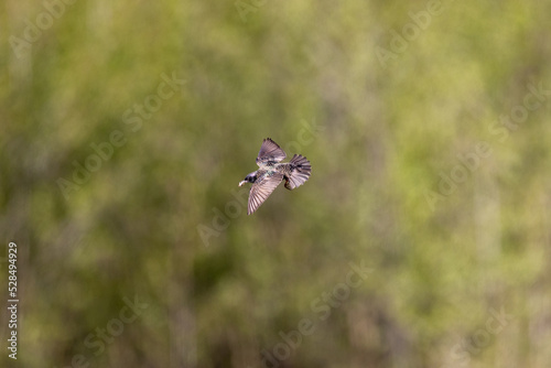 Common starling  Sterns vulgaris  flying