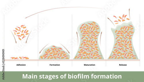 Main stages of biofilm formation. Microorganisms (bacteria) attach to surfaces and form a biofilm. Four stages of formation: adhesion, formation, maturation, release. photo