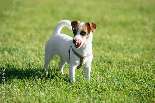 Cute small doggy, funny puppy of Jack Russell Terrier strolling on green grass at public park in summer sunny day. Concept of animal life, vet, health, ad.