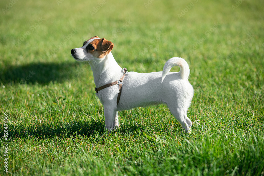 Charming puppy of Jack Russell Terrier dog walking, training on green grass at public park in morning, outdoors. Concept of action, animal life, vet, health, ad. Charming puppy of Jack Russell Terrier dog walking, training on green grass at public park in morning, outdoors. Concept of action, animal life, vet, health, ad.