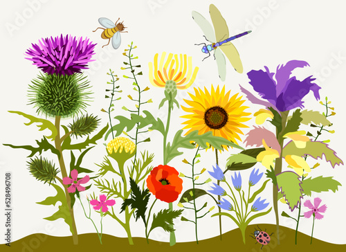 Vector floral composition. Summer blooming plants. Insects. Thistle, dandelion, camomile, sunflower, poppy, bells. Dragonfly, ladybird, bee.