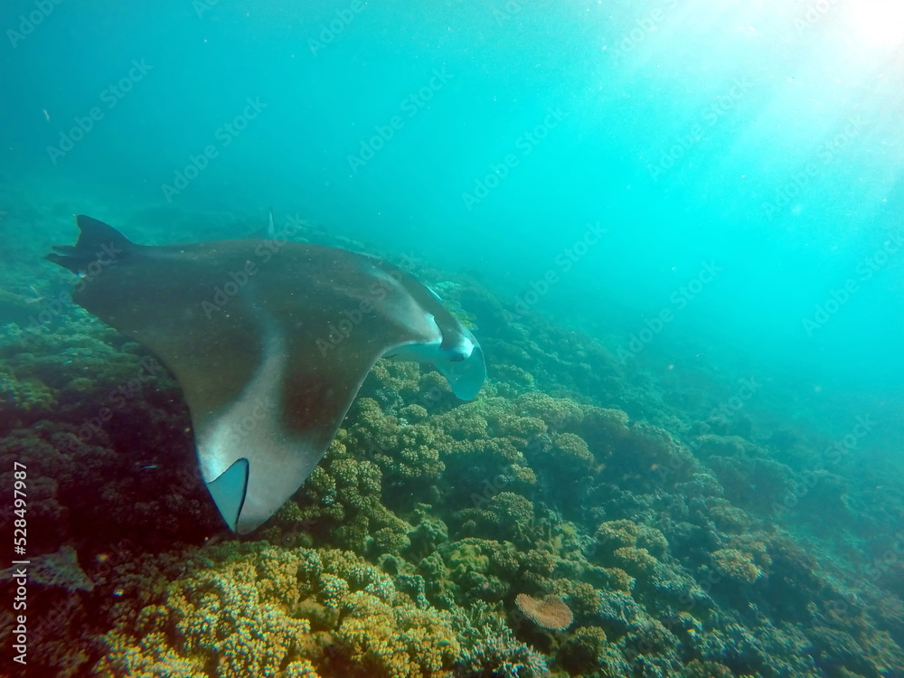 Fototapeta premium Manta ray feeding on a reef in the Yasawa Islands of Fiji, in the South Pacific