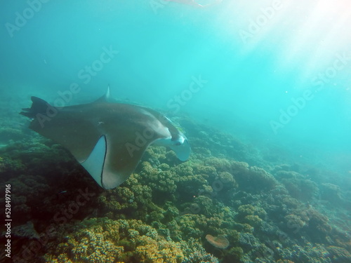 Manta ray feeding on a reef in the Yasawa Islands of Fiji, in the South Pacific © Angela