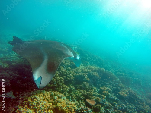 Manta ray feeding on a reef in the Yasawa Islands of Fiji  in the South Pacific
