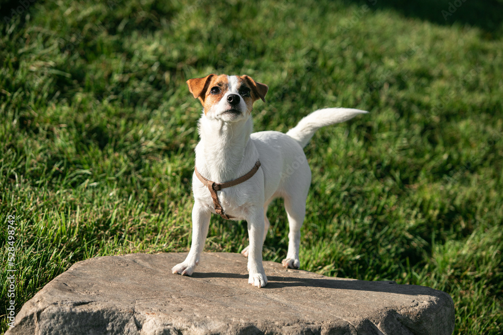 Beautiful doggy, funny puppy of Jack Russell Terrier playing on green grass at public park in spring sunny day. Concept of animal life, vet, health, ad.