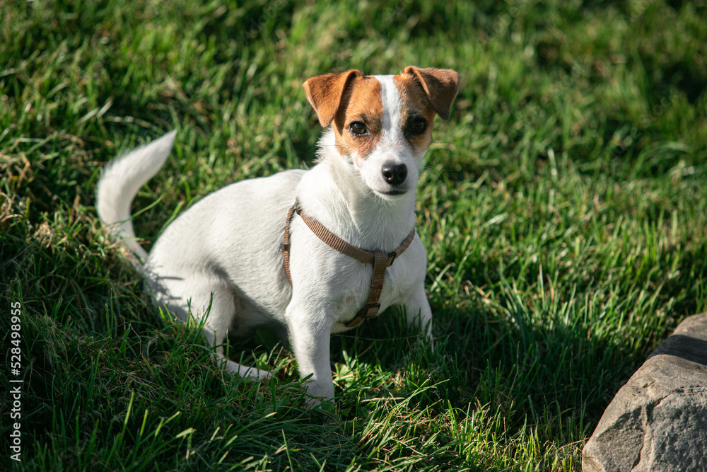Cute small doggy, funny puppy of Jack Russell Terrier strolling on green grass at public park in summer sunny day. Concept of animal life, vet, health, ad. Cute small doggy, funny puppy of Jack Russell Terrier strolling on green grass at public park in summer sunny day. Concept of animal life, vet, health, ad.