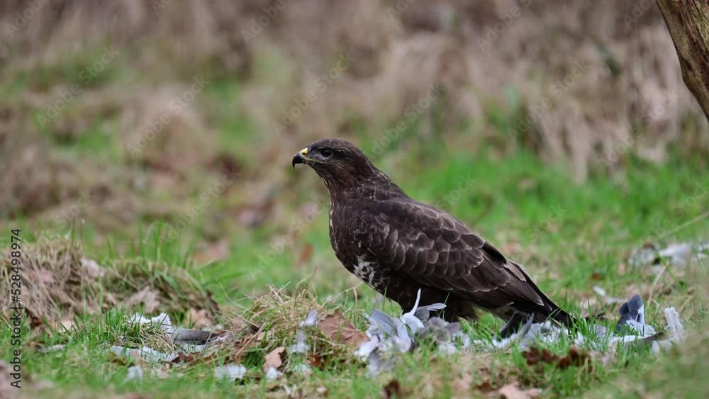 Common buzzard sitting in a forest meadow eating a dead wood pigeon, february, north rhine westphalia, birds of prey, (buteo buteo), germany Common buzzard sitting in a forest meadow eating a dead wood pigeon, february, north rhine westphalia, birds of prey, (buteo buteo), germany