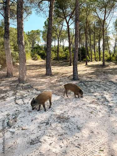 Freilaufende Wildschweine am Strand am Brandinchi Beach auf Sardinien Italien  photo