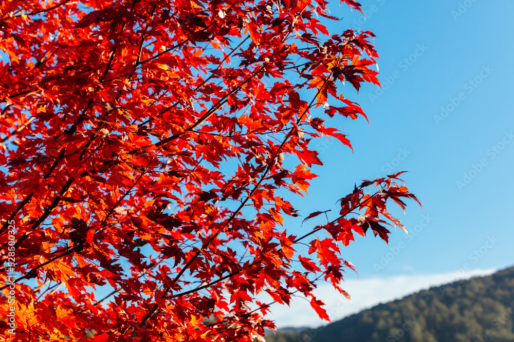 Autumn Leaves in Warburton Australia Autumn Leaves in Warburton Australia