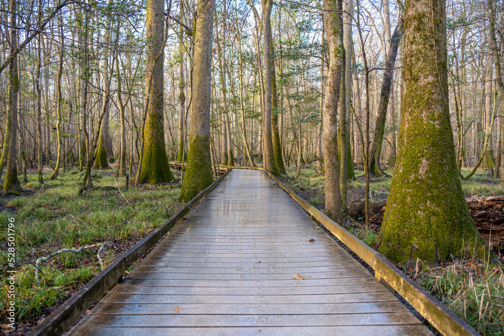 Straight Section of Board Walk The The Marsh at Congaree National Park Straight Section of Board Walk The The Marsh at Congaree National Park