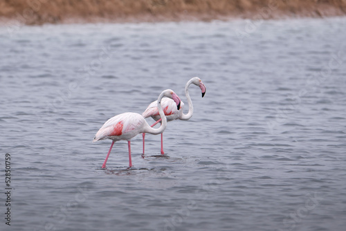 Pareja de Flamencos (Phoenicopterus roseus) en las salinas de Doñana