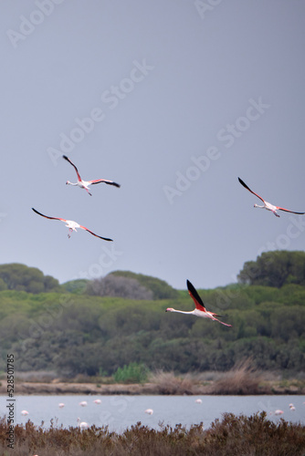 Gupo de Flamencos (Phoenicopterus roseus) volando en Doñana