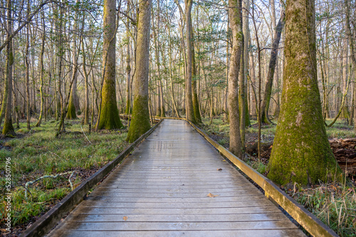 Straight Section of Board Walk The The Marsh at Congaree National Park