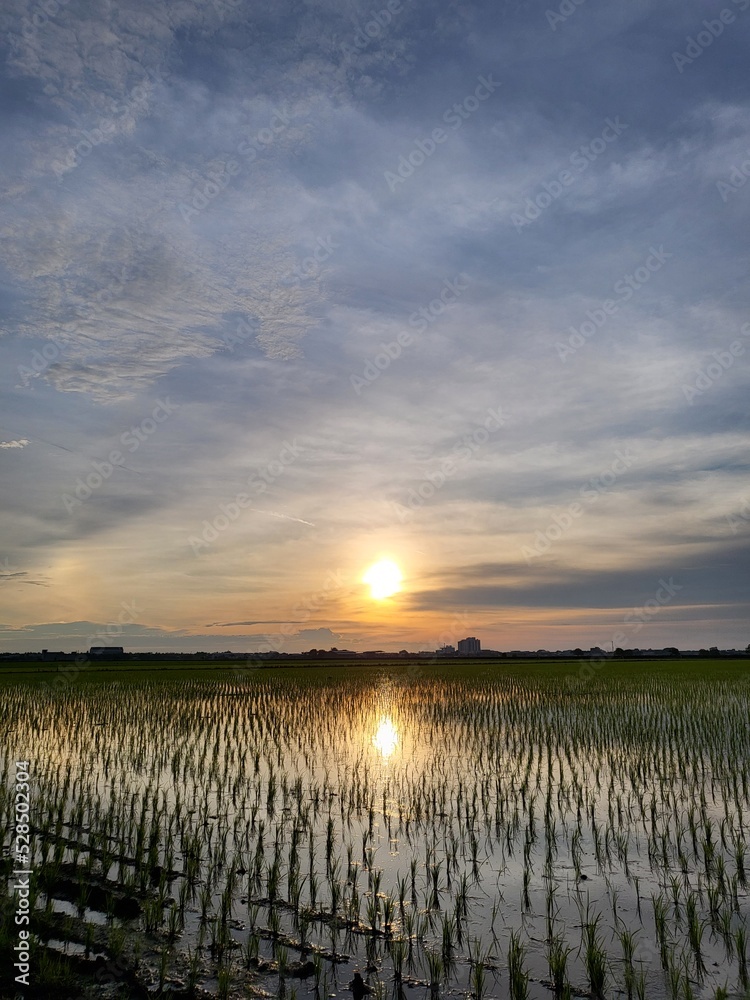 Sunset with halo phenomenon over rice paddy field in Sekinchan, Selangor, Malaysia.
