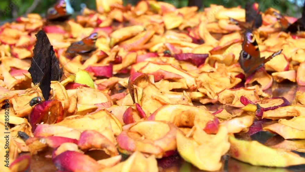 a butterfly sits on the roof in the sun on a day when the apple is drying a butterfly sits on the roof in the sun on a day when the apple is drying