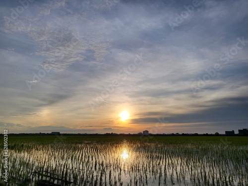Sunset with halo phenomenon over rice paddy field in Sekinchan  Selangor  Malaysia.